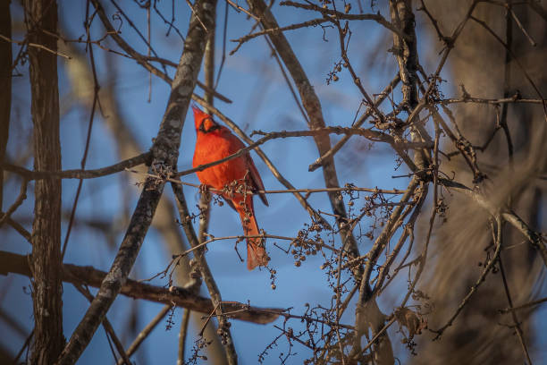 istock Male Northern Cardinal eating berries while perched on a tree branch 1454592885