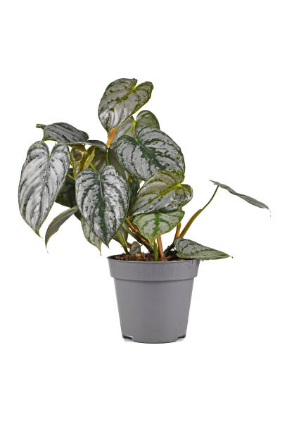 istock Exotic 'Philodendron Brandtianum' houseplant 1454592921