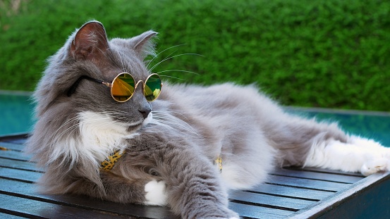 Fluffy gray cat in sunglasses resting on sun lounger by pool. Rest of pets in tropical countries. Vacation with cat at pool. A surial cat with glasses sunbathe like man by pool. Pets behave like owner