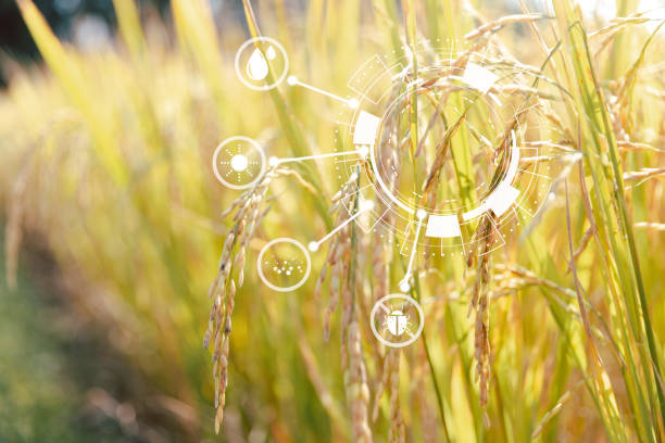 Innovation technology for smart farm system, Agriculture management, Technology and rice fields concept. Concept of smart farming modern agricultural business. stock photo