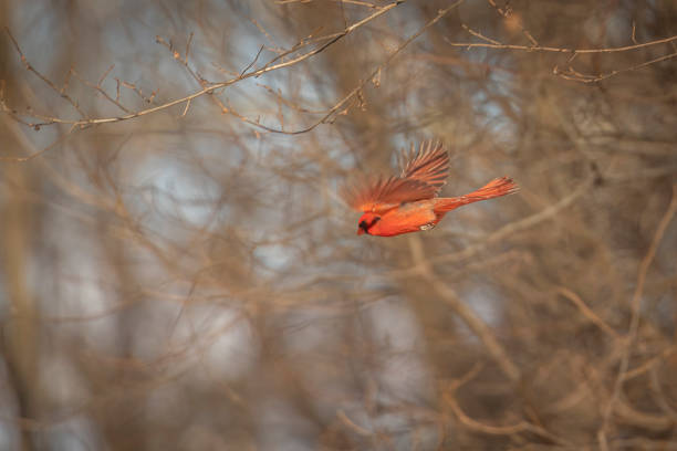 istock Male Northern Cardinal takes off from a tree branch 1454593325
