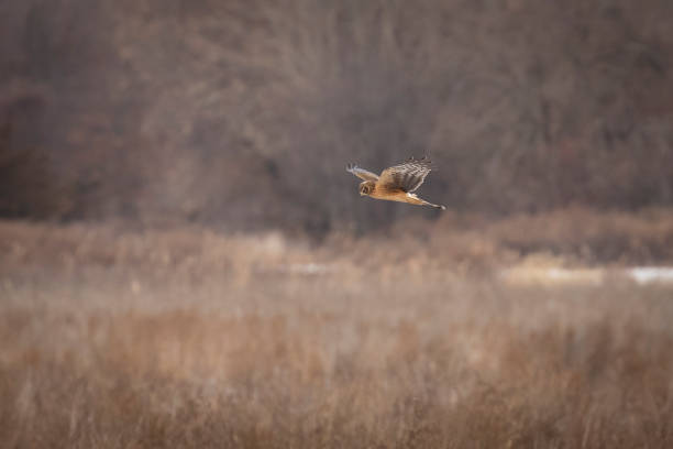istock Northern Harrier hunts over the marsh 1454593559
