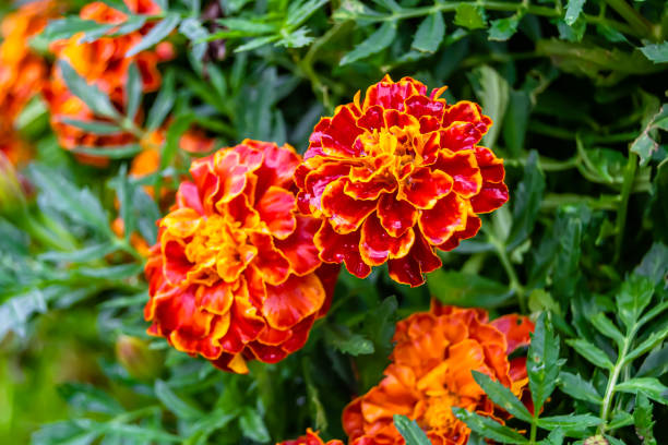 istock Fine wild growing flower marigold calendula on background meadow 1454594987