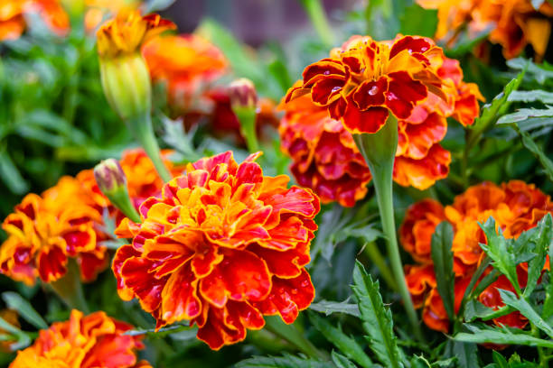 Fine wild growing flower marigold calendula on background meadow Fine wild growing flower marigold calendula on background meadow, photo consisting from wild growing flower marigold calendula to grass meadow, wild growing flower marigold calendula at herb meadow marigold stock pictures, royalty-free photos & images