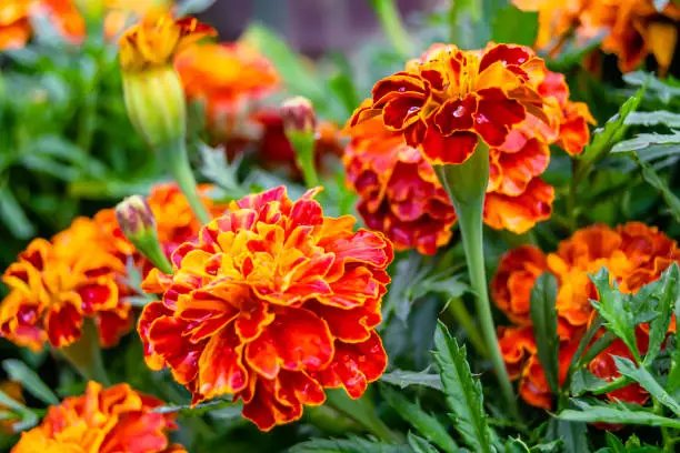 Fine wild growing flower marigold calendula on background meadow, photo consisting from wild growing flower marigold calendula to grass meadow, wild growing flower marigold calendula at herb meadow