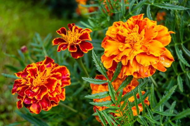 istock Fine wild growing flower marigold calendula on background meadow 1454595822