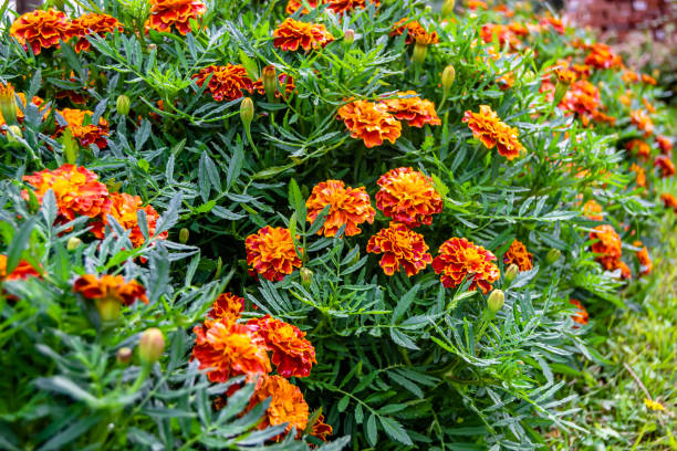 istock Fine wild growing flower marigold calendula on background meadow 1454595882