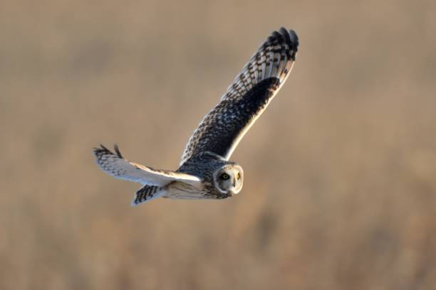 istock A short-eared owl flies over the meadow after a snowfall 1454596850