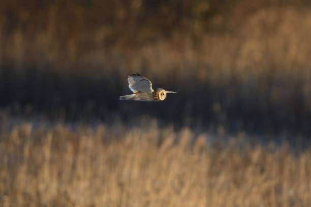 istock A short-eared owl flies over the meadow after a snowfall 1454596910