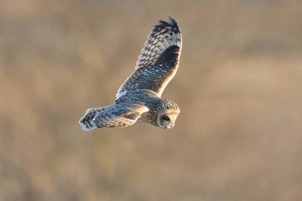 istock A short-eared owl flies over the meadow after a snowfall 1454596970