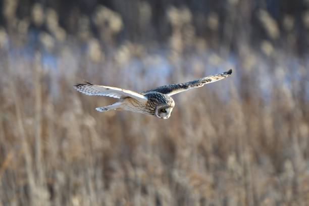 istock A short-eared owl flies over the meadow after a snowfall 1454597142
