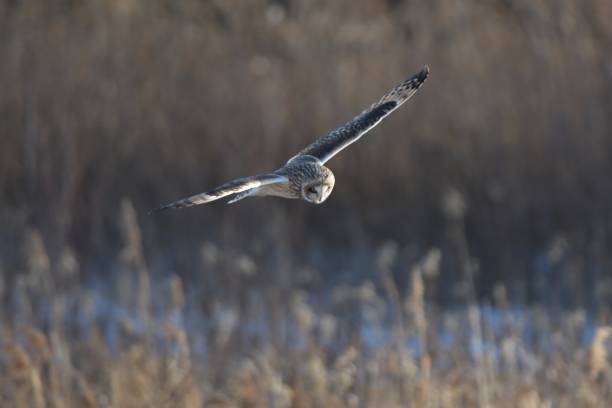 istock A short-eared owl flies over the meadow after a snowfall 1454597144
