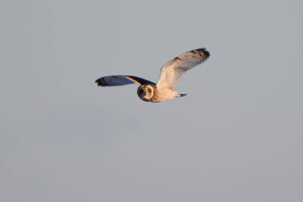 istock A short-eared owl flies over the meadow after a snowfall 1454597154