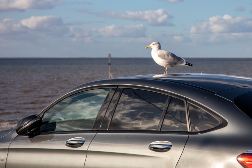 Hunstanton, United Kingdom – October 08, 2022: A view of a seagull perched on a car on the background of a sea at Hunstanton beach