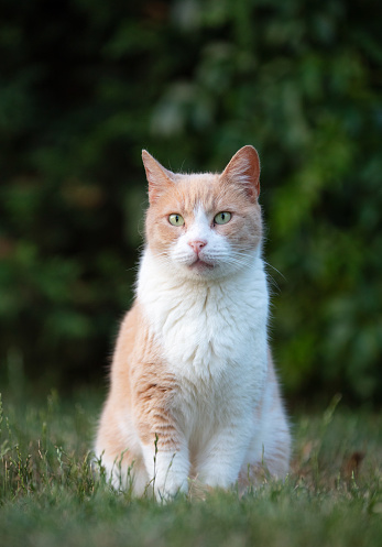 A striped gray cat with yellow eyes. A domestic cat sitting on the bed.