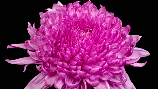Beautiful Purple Chrysanthemum Flower Opening