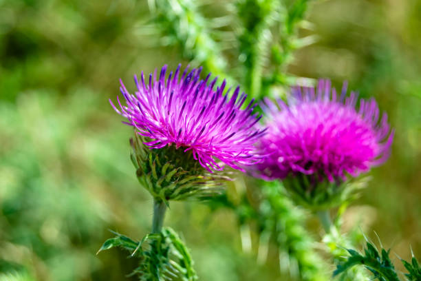 istock Beautiful growing flower root burdock thistle on background meadow 1454599480