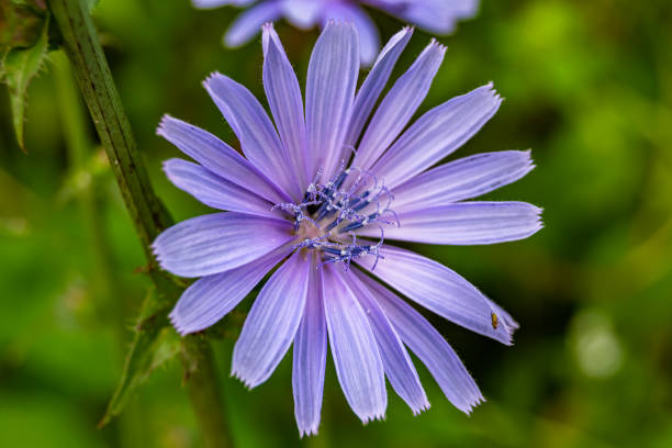 istock Beauty wild growing flower chicory ordinary on background meadow 1454604603