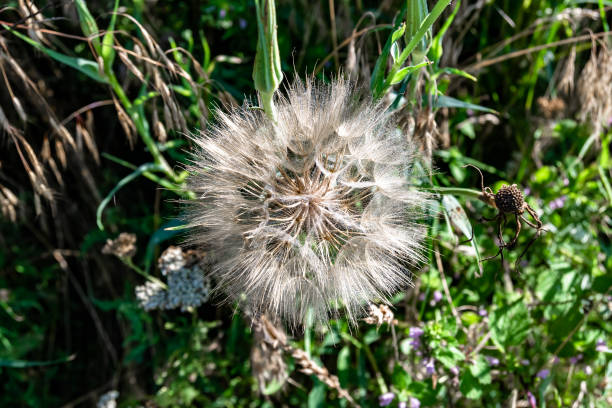 istock Beautiful wild growing flower seed dandelion on background meadow 1454607200
