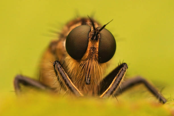 istock Frontal extreme macro on a hairy robberfly Eutolmus rufibarbis sitting on a green leaf 1454607642