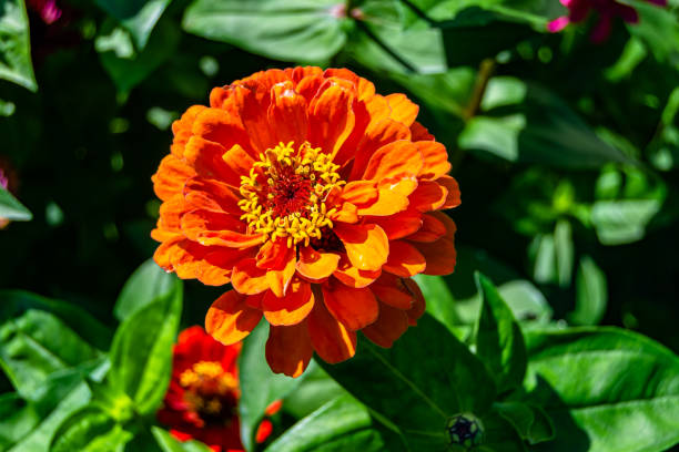 istock Beautiful wild growing flower zinnia elegans on background meadow 1454609543