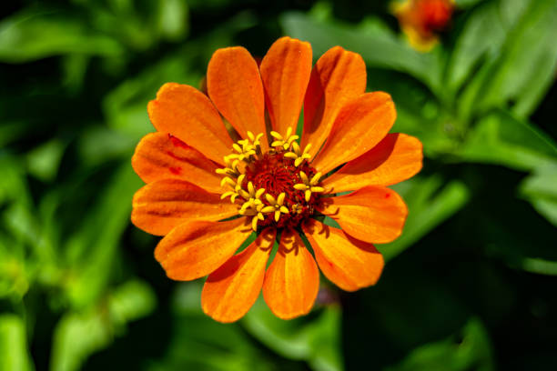 Beautiful wild growing flower zinnia elegans on background meadow, photo consisting from wild growing flower zinnia elegans to grass meadow, wild growing flower zinnia elegans at meadow countryside