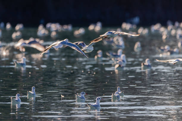 istock flight of migratory birds over a lake 1454610512