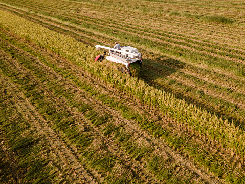 A large plantation for the practice of agriculture in a growing area