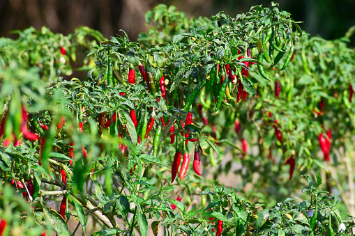 Table top view of red chili peppers in a basket with copy space