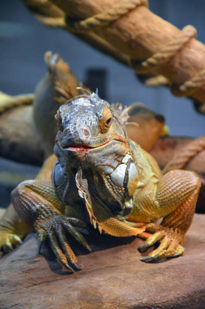 istock Common iguana seen face on while resting on a rock inside its habitat 1454620022