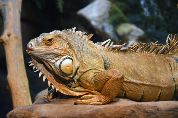 istock Profile of a common iguana at Cattolica aquarium 1454620061