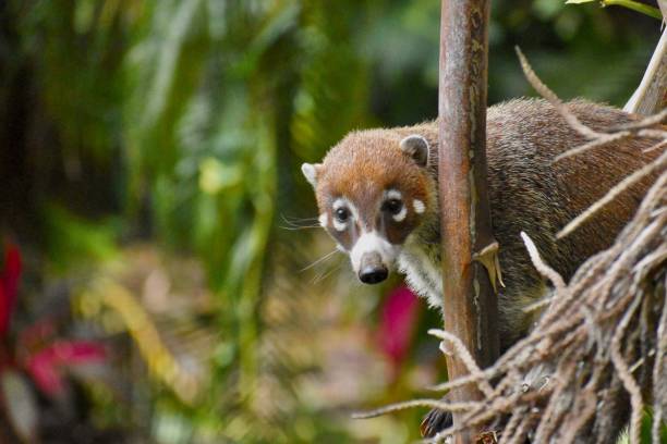 自然の生息地で捕獲された愛らしい白い鼻のハナグマ、ナスアナリカアライグマの接写 - white nosed ストックフォトと画像