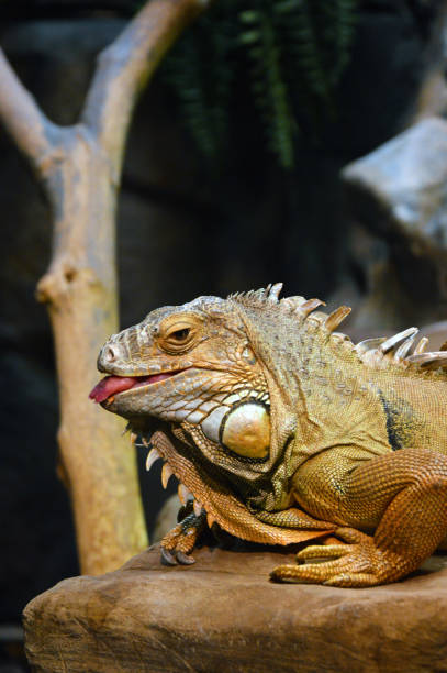 istock Common iguana sticking its tongue out while resting in its habitat 1454620883