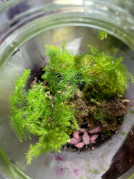 istock asparagus in the bottle garden, top view 1454621050