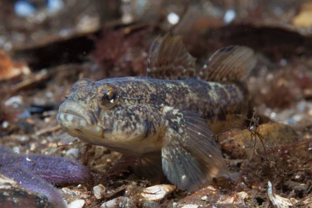 Closeup shot of a bullhead fish swimming underwater in the Baltic Sea A closeup shot of a bullhead fish swimming underwater in the Baltic Sea bullhead fish stock pictures, royalty-free photos & images