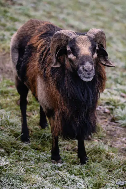 Ram of Cameroon Dwarf Blackbelly Sheep with Winter Coat, also called Djallonké or Fouta Djallon