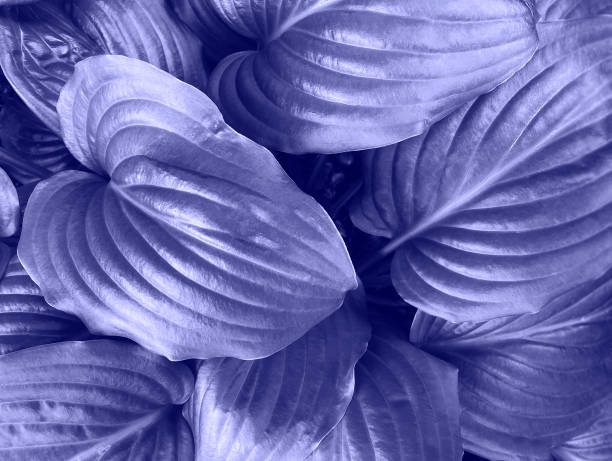 istock Background made of fresh wet violet leaves 1454624557