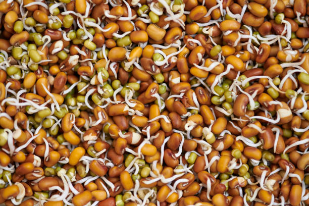 Mixed sprouts of red cowpea and green mung beans for healthy vegetarian snack, everyday superfood Mixed sprouts of red cowpea and green mung beans for healthy vegetarian snack, everyday superfood for vegetarianism. Fresh fabaceae sprouts for vegetarian meal or salad addition organic red cowpea beans stock pictures, royalty-free photos & images
