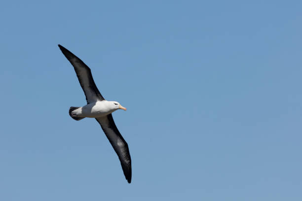 albatro dalle sopracciglia nere, thalassarche melanophris, isole falkland - albatross foto e immagini stock