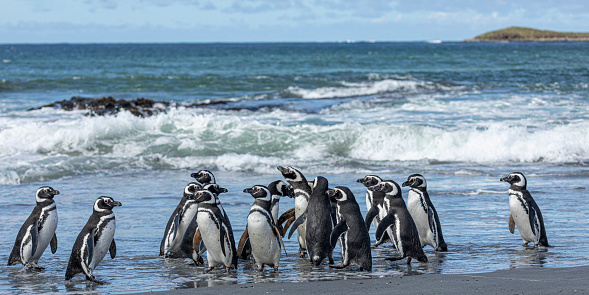 A waddle of Magellanic Penguins, Spheniscus magellanicus on the edge of the South Atlantic Ocean off Sea Lion Island, Falkland Islands
