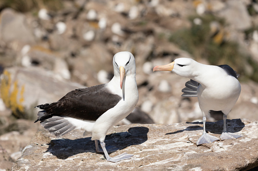 Large Gannet colony on the cliffs at Cape Kidnappers, New Zealand