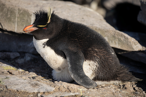 A Southern Rockhopper Penguin, Eudyptes chrysocome, calm but alert, brooding its egg/s next to a rock in its colony on Sea Lion Island, Falkland Islands.