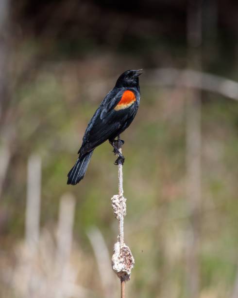 istock Vertical shot of a red-winged blackbird perched on a twig 1454625423