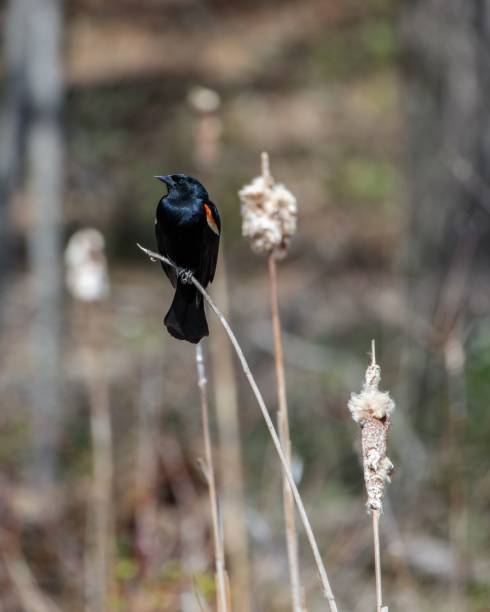 istock Vertical shot of a red-winged blackbird perched on a twig 1454626037