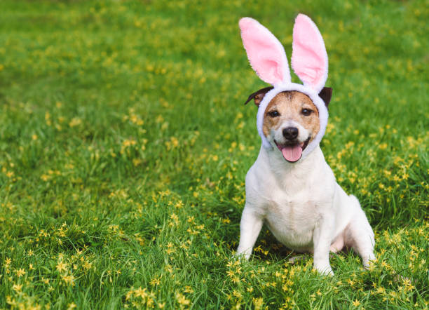 istock Dog wearing bunny ears as Easter rabbit sitting on spring grass and yellow flowers 1454626307