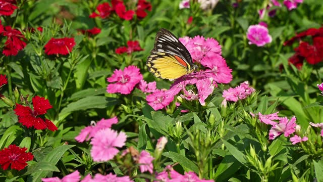 Butterfly sucking nectar from Dianthus flowers.