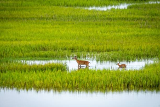 istock Deers in a small pond surrounded by grass. 1454627659