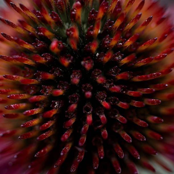 istock Macro shot of a purple coneflower 1454627953