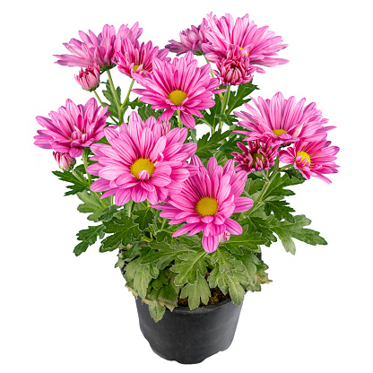 Pink chrysanthemum flowers in a flowerpot isolated on white background