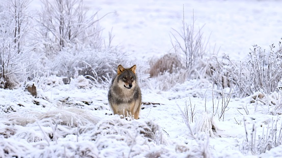 The Eurasian wolf (Canis lupus lupus) in the hoar frost